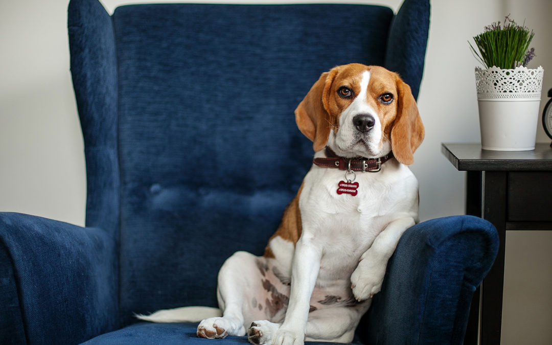 Pampered Pets